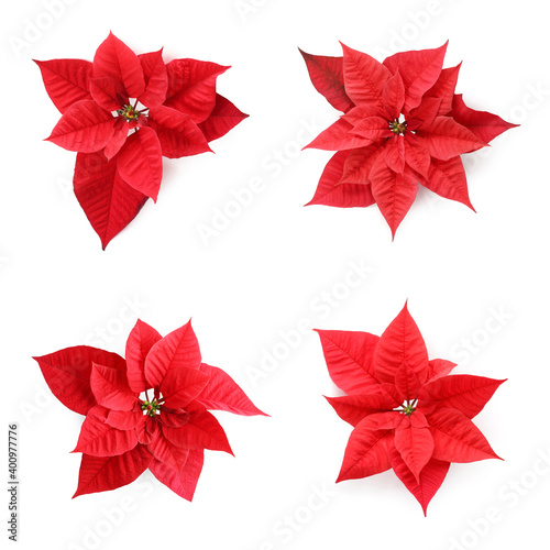 Set of poinsettias on white background. top view. Christmas traditional flower