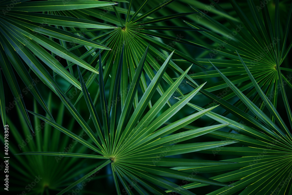 Obraz premium Many bright green tropical leaves as background