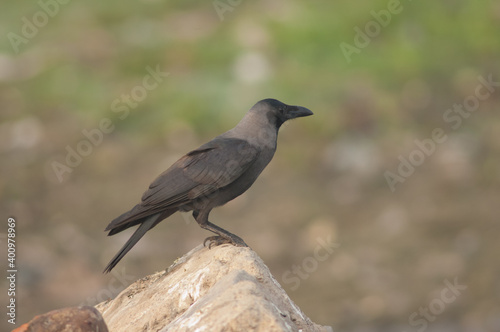 House crow Corvus splendens on a rock. Yamuna River. Agra. Uttar Pradesh. India.