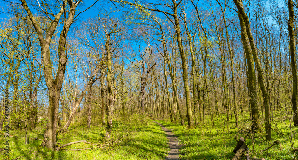 Panoramic view of early Spring forest covered with moss and lichen near Magdeburg, Germany