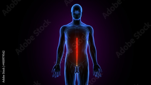 3d illustration of  human body multifidus spinae anatomy.

 photo