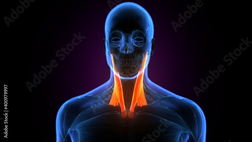 3d illustration of human neck muscle anatomy 