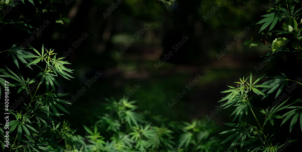 Cannabis bushes that grows in the wild.Cannabis bush at sunset panorama.Cannabis bush on a black background.Wild hemp. Close-up. Young green plant. Cannabis bushes that grows in the wild.Cannabis bush at sunset panorama.Cannabis bush on a black background.Wild hemp. Close-up. Young green plant.