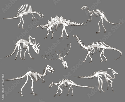 Dinosaurs bones hand drawn vector illustrations set