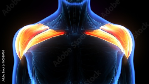 3d rendered of human body muscle deltoid anatomy .
 photo