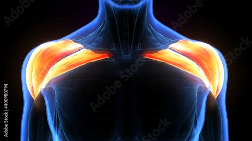 3d rendered of human body muscle deltoid anatomy .
