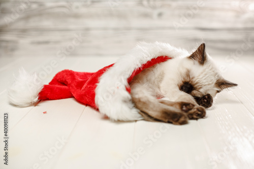 Kitten sleeps on the floor wearing a Christmas hat. Baby cat slept through the new year. Cozy pet celebrates christmas