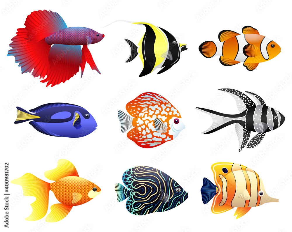 Sea collection of tropical fish. Different types of fish, underwater  animals. Stock Vector | Adobe Stock