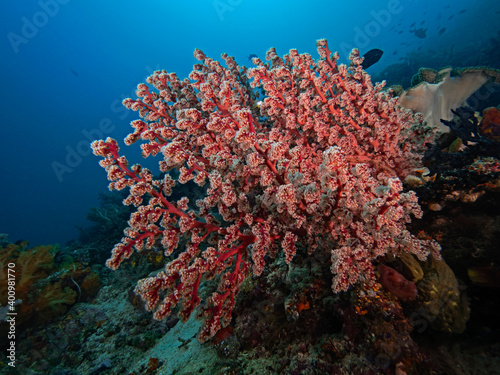 Soft Coral, Weiche Fächerkoralle (Siphonogorgia godeffroyi) photo