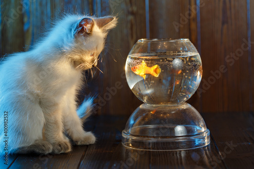 Сute kitten looks at a fish in an aquarium. Cat catches fish.