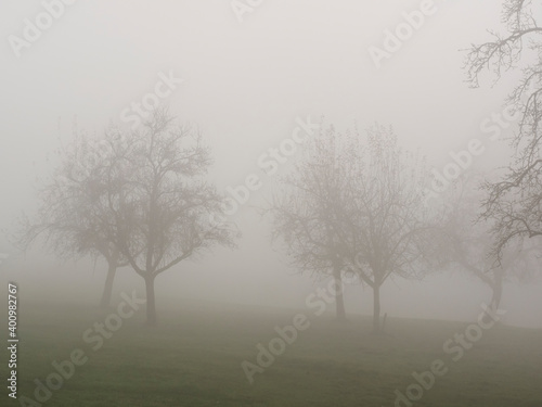 Grove of trees in the fog