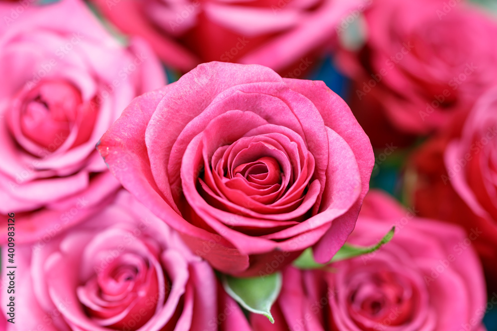 バラの花 バラの花