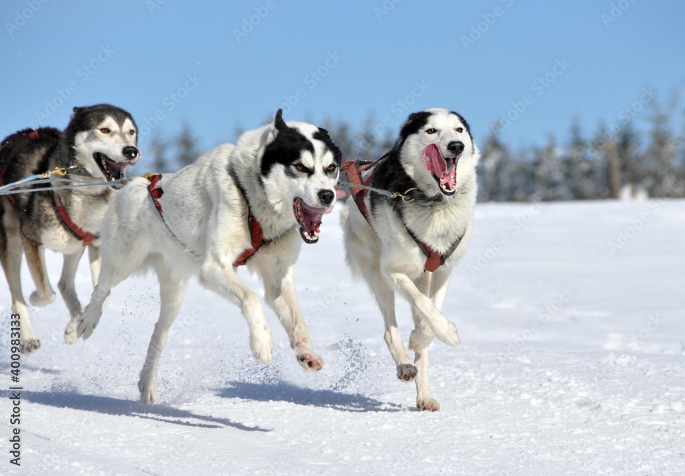 Hundeschlittenrennen mit Huskys