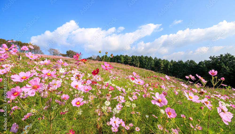 コスモスの花　秋のイメージ