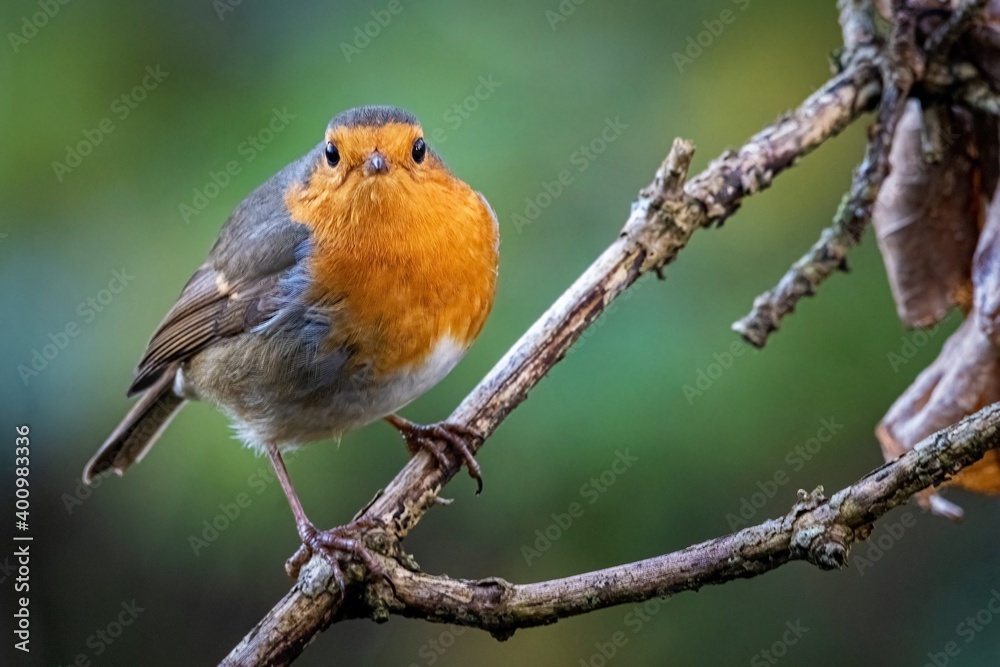 robin on a branch