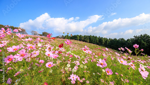Wallpaper Mural コスモスの花　秋のイメージ Torontodigital.ca