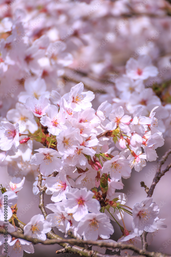 桜の花　春のイメージ