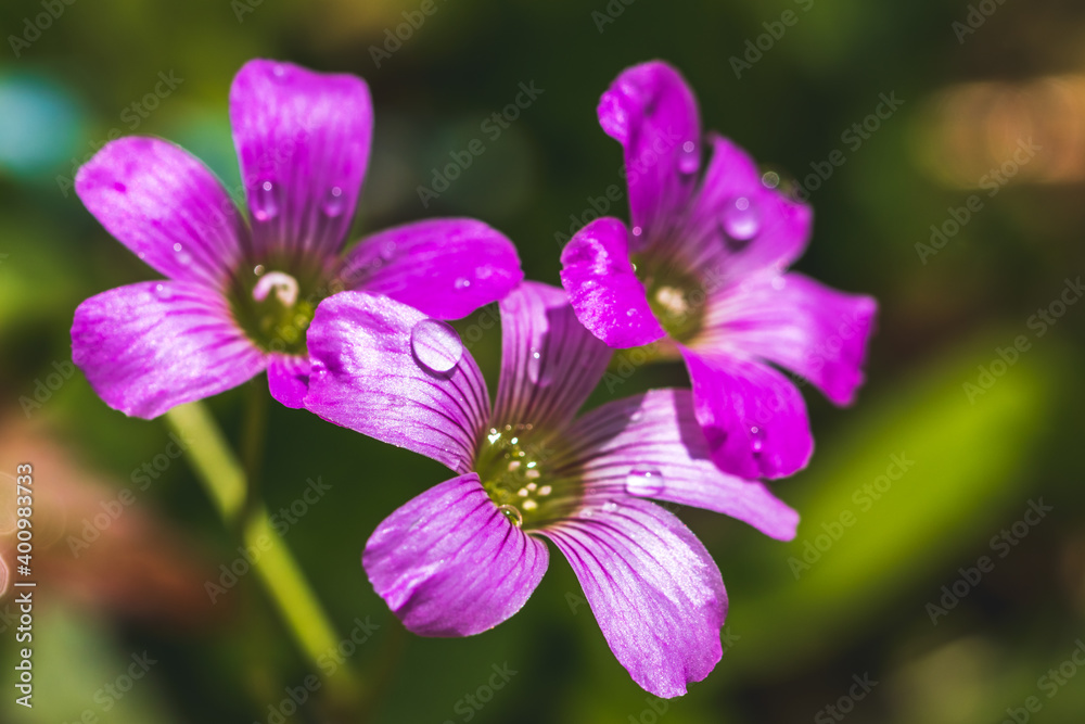 Obraz premium ムラサキカタバミの花