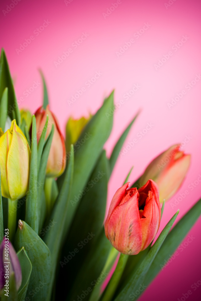 Fototapeta premium Bunch of colorful tulips on pink background