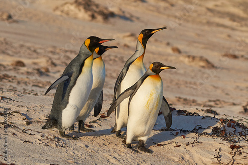 King Penguins  Aptenodytes patagonicus  at dawn on a sandy beach at Volunteer Point in the Falkland Islands.