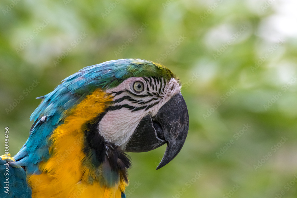 ルリコンゴウインコのポートレート