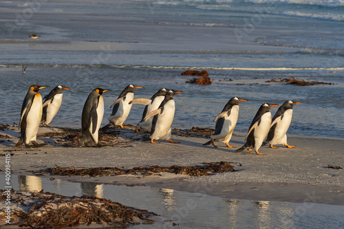King Penguins (Aptenodytes patagonicus) and Gentoo Penguins (Pygoscelis papua) heading to sea at Volunteer Point in the Falkland Islands.