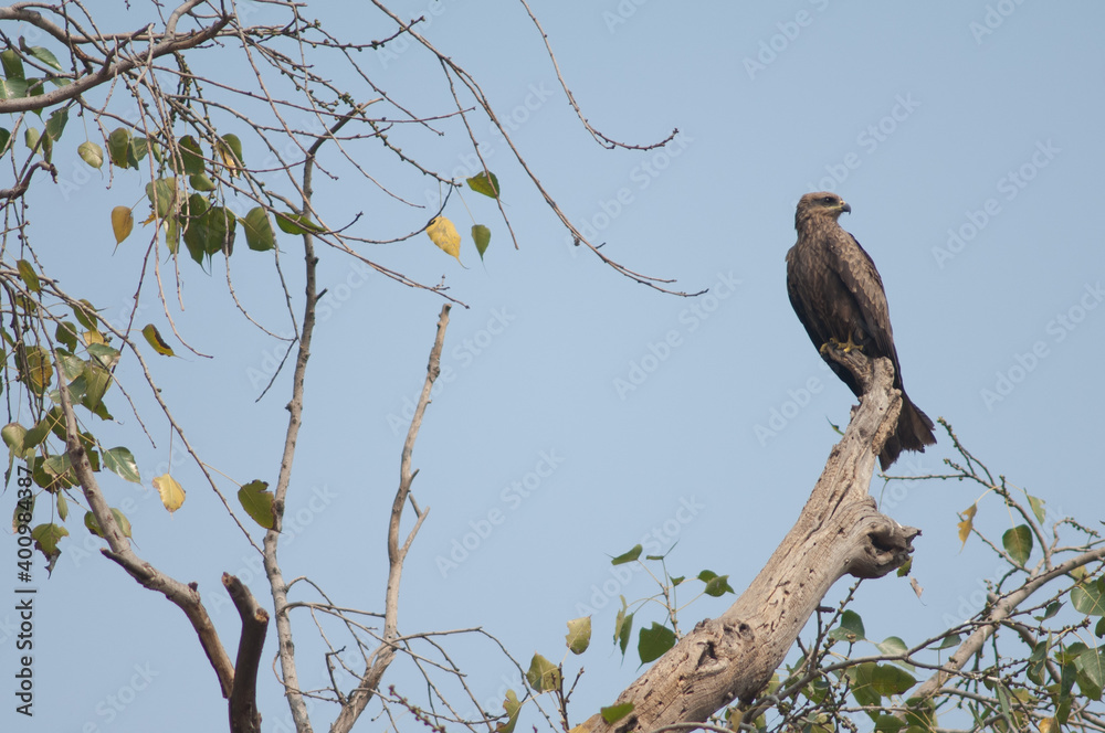 Black kite Milvus migrans on a tree. Agra. Uttar Pradesh. India. Black kite Milvus migrans on a tree. Agra. Uttar Pradesh. India.