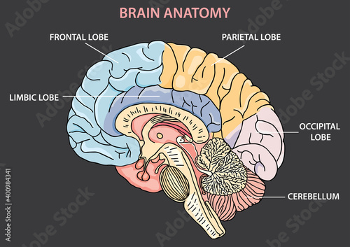 ANATOMY OF BRAIN, BRAIN ANATOMY ILLUSTRATION VECTOR