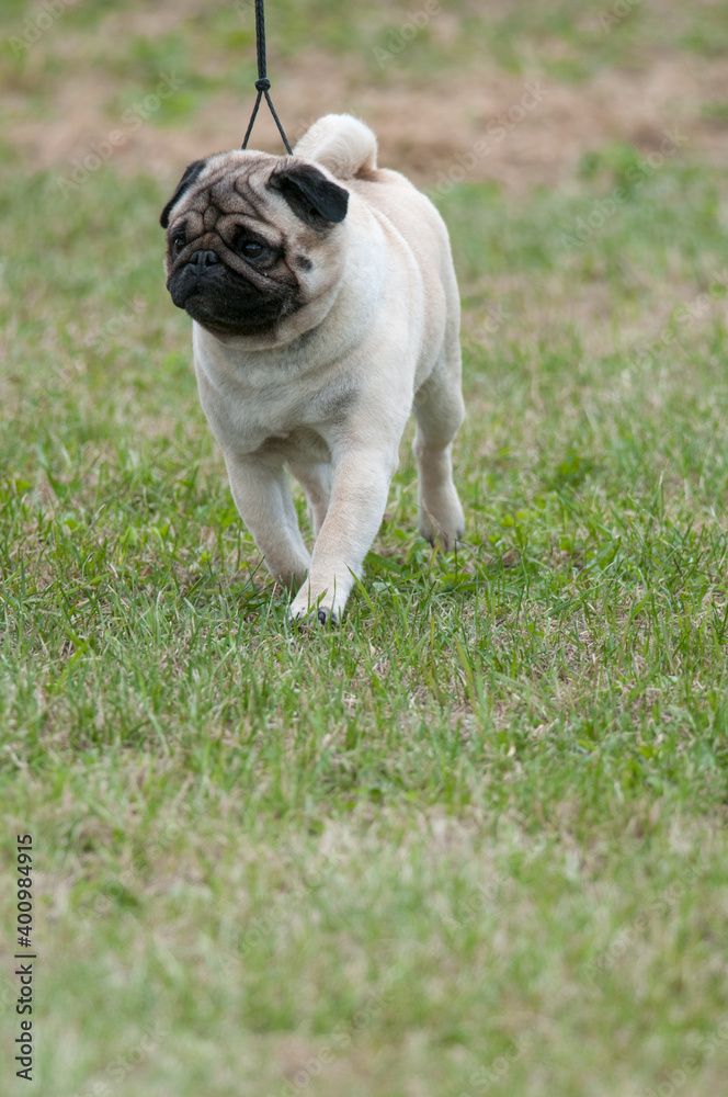 Pug walking on grass