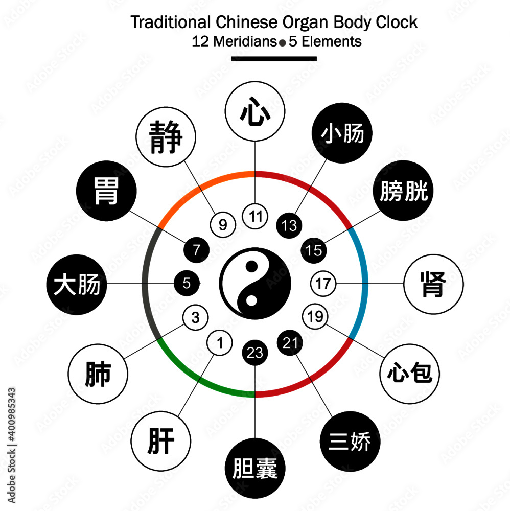 Traditional Chinese organs body clock. Chinese and main meridians 24