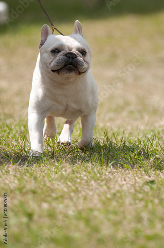 french bulldog walking on grass © Kyle