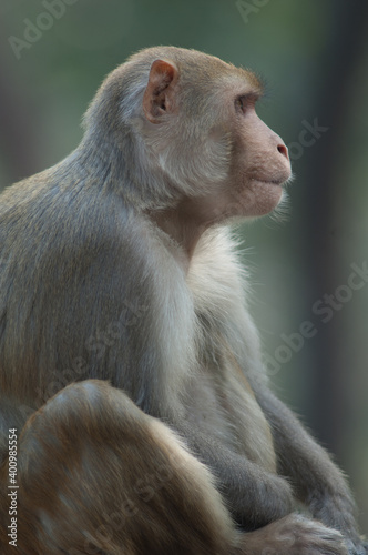 Rhesus macaque Macaca mulatta in Agra. Uttar Pradesh. India.