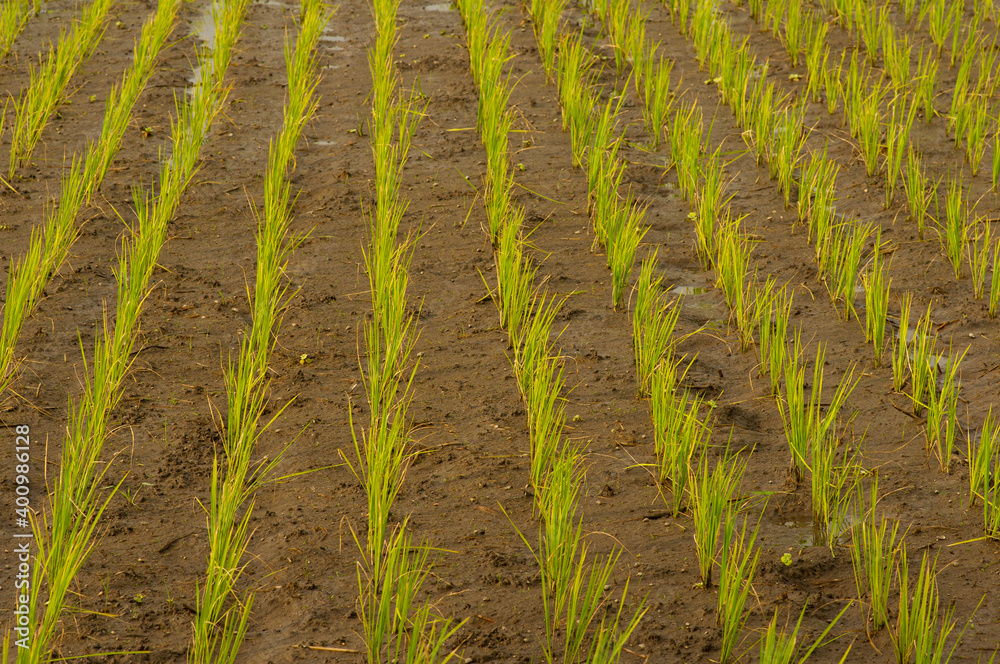 View of young rice sprout in the field