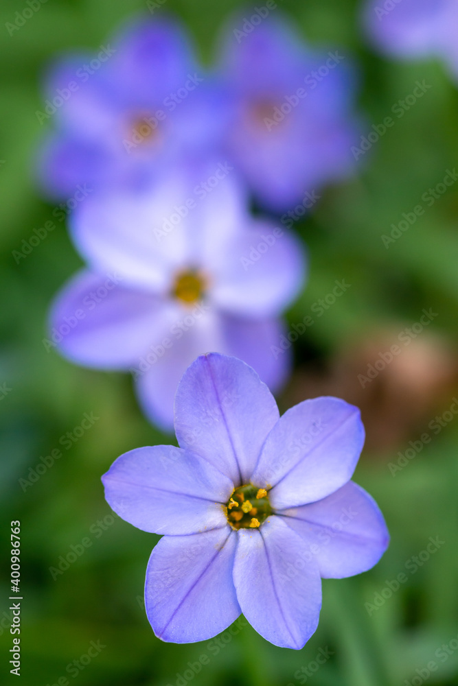 ハナニラの花 春のイメージ ハナニラの花 春のイメージ