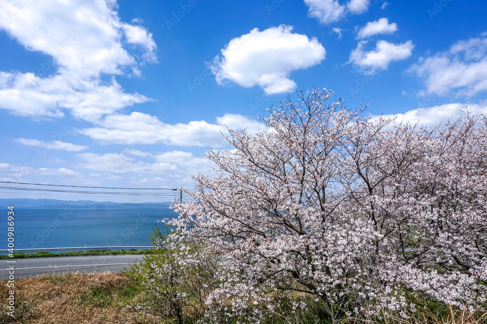 桜の花 春のイメージ 桜の花 春のイメージ