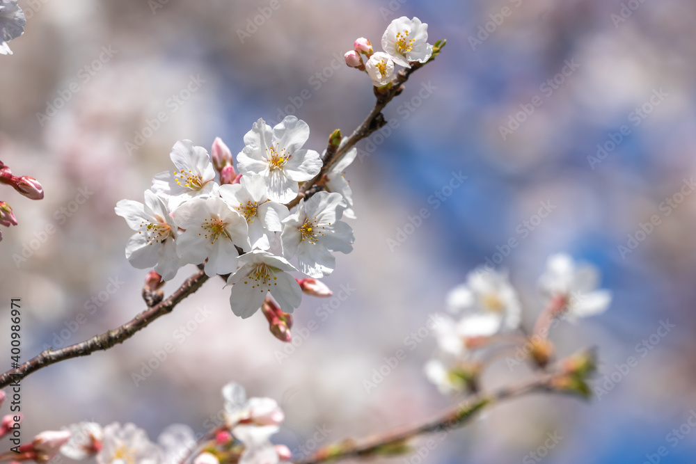 桜の花 春のイメージ 桜の花 春のイメージ