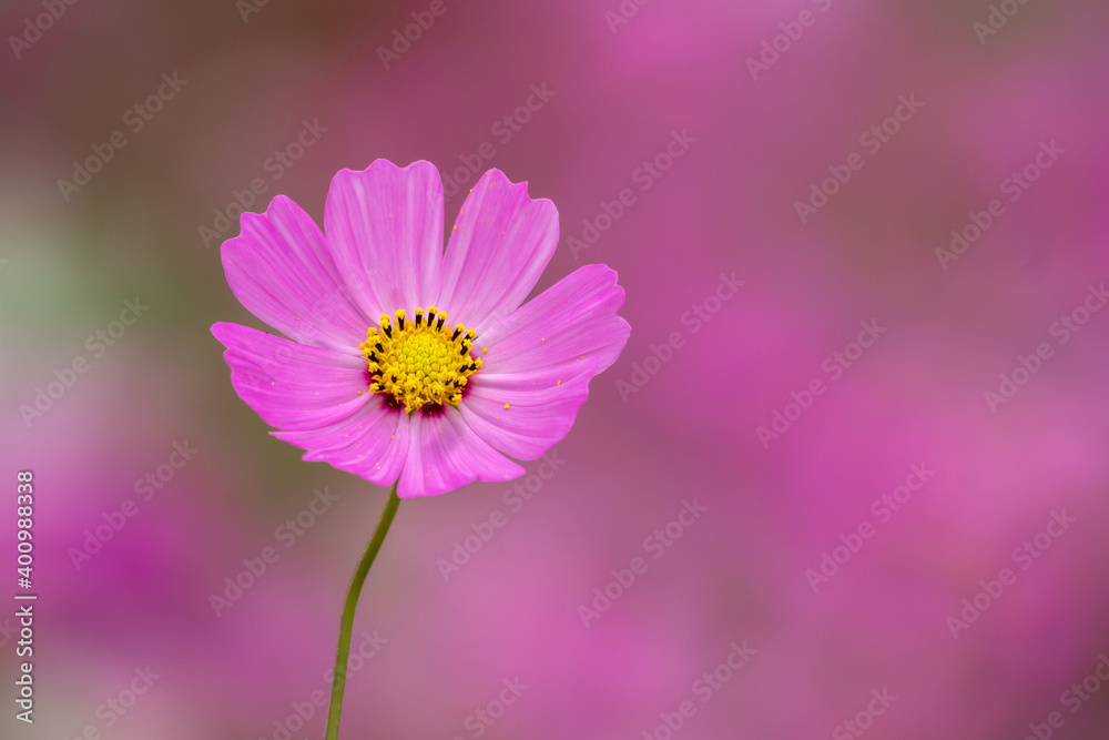 コスモスの花　秋のイメージ