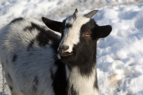 Pygmy goat in a park  wintertime