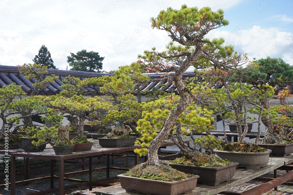 Fototapeta premium Japanese Pine Tree Bonsai in Japan - 盆栽 福島県 会津若松市 日本