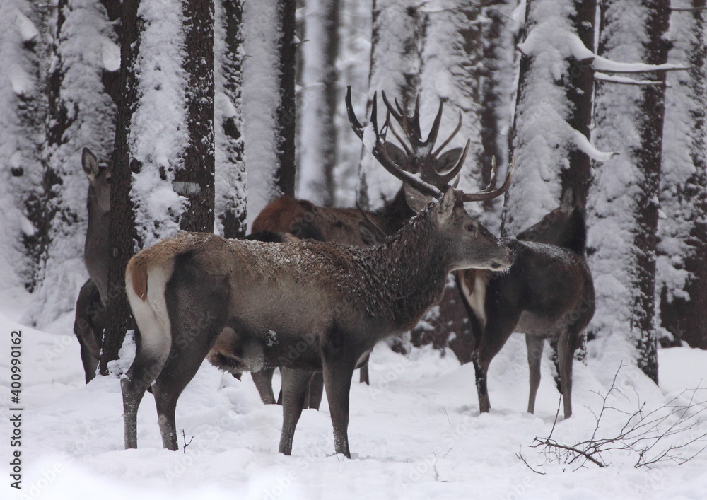 Majestic powerful young red deers in winter country Majestic powerful young red deers in winter country