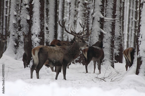 Majestic powerful young red deers in winter country