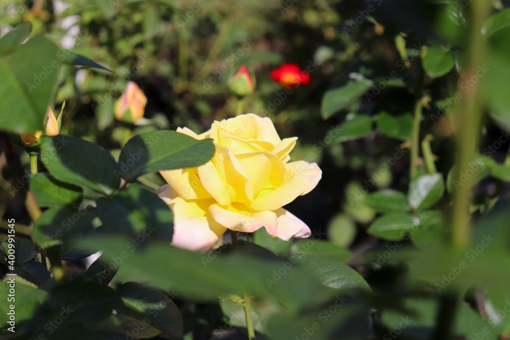 ガーデン 美しい 薔薇 ローズ パステル イエロー ガーデン 美しい 薔薇 ローズ パステル イエロー