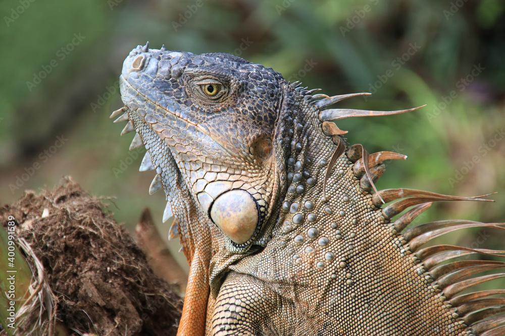 brown iguana in front of plants brown iguana in front of plants