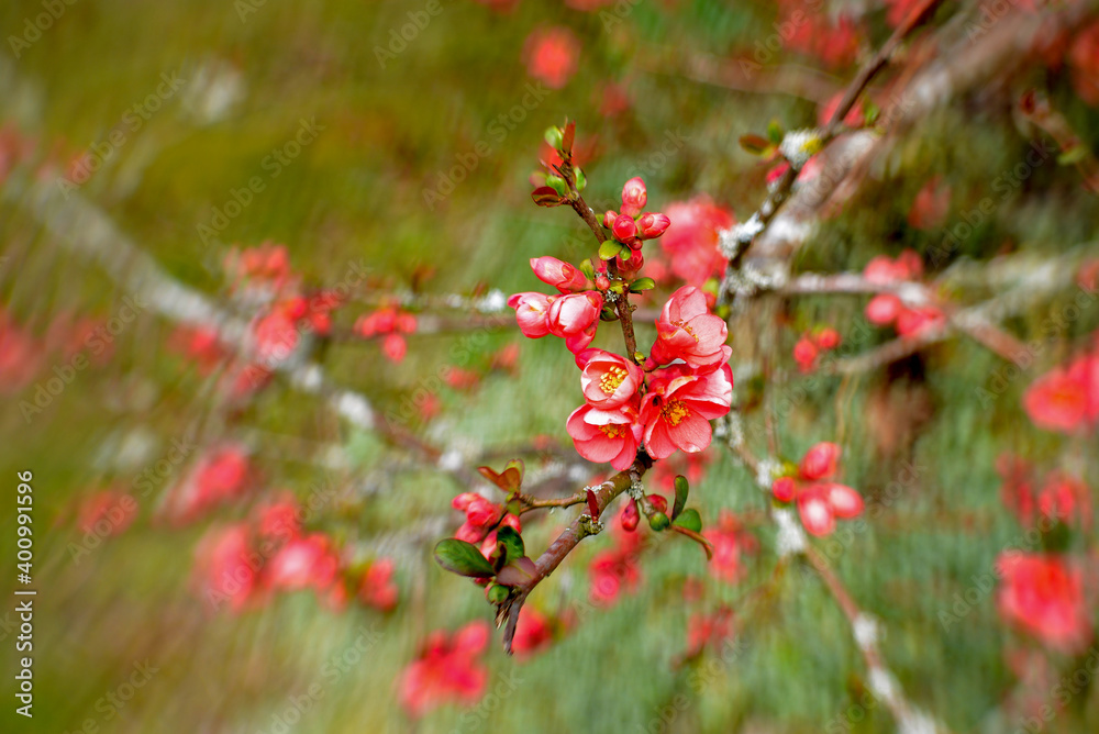 blossom of wild crapapple bush, made with special effect lens blossom of wild crapapple bush, made with special effect lens