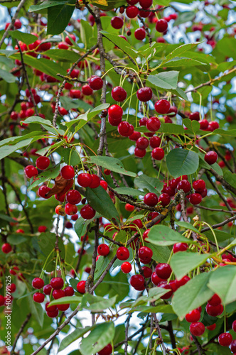 Cherries hanging on a cherry tree branch. Red and sweet cherries on a branch.
