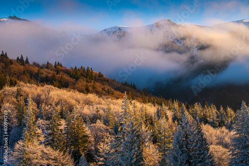 Winter trees in a forest with snow on them during an amazing warm sunrise light at the bottom of the mountains
