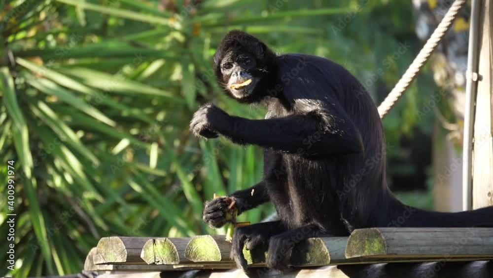 Colombian spider monkey on tree slow motion