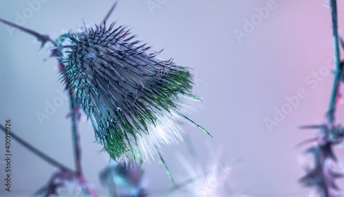 Stampa su tela Beautiful abstract flower burdock on a colorful background