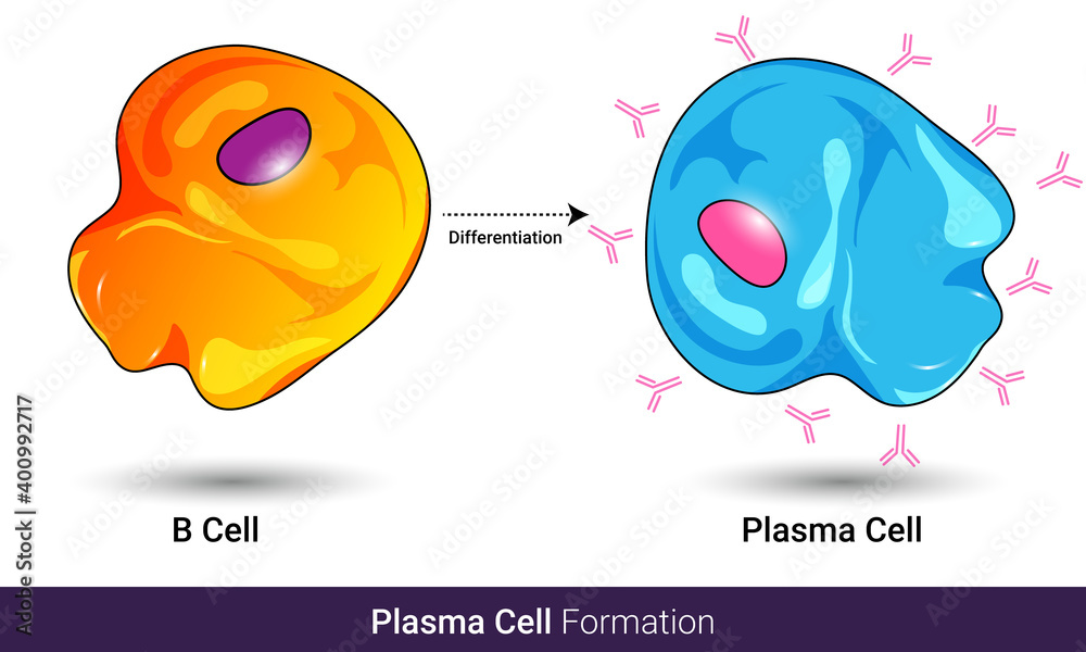 Plasma cell vs lymphocyte