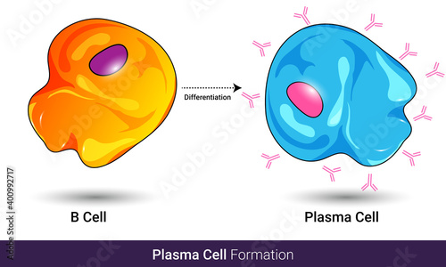 differentiation of B cell into antibody producing Plasma cell which makes monoclonal antibodies, types of b lymphocyte, white blood cell or lymphocyte  vector illustration photo